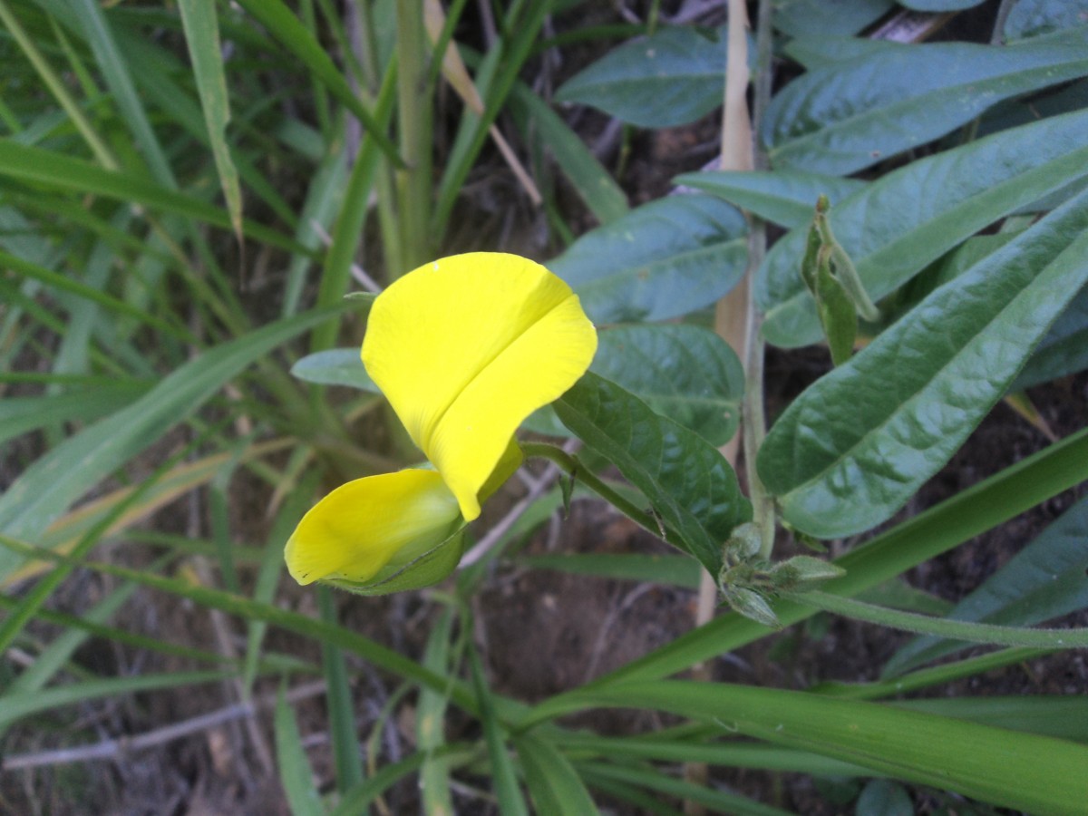 Crotalaria multiflora Benth.